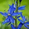 Bulbi Camassia Orion (Zambila Indiana)
