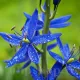 Bulbi Camassia Orion (Zambila Indiana) floare camassia orion albastru indigo