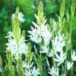 plantare bulbi camassia alba toamna 110x110