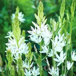 Bulbi Camassia Alba (Zambila Indiana)