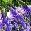 plantare bulbi camassia albastra toamna 110x110
