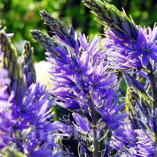 plantare bulbi camassia albastra toamna