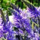 plantare bulbi camassia albastra toamna