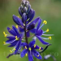 Bulbi Camassia Orion (Zambila Indiana)