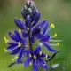 Bulbi Camassia Orion (Zambila Indiana) plantare bulbi camassia orion exterior