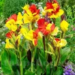 amenajare gradina canna cleopatra frunze vargate superioara 110x110