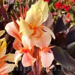 bulbi canna angel martin roz piersica frunze bronz 110x110