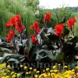 bulbi canna black knight rosu inchis frunze negre 110x110