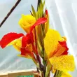 bulbi canna cleopatra galben rosu bicolor 110x110