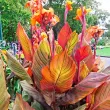 bulbi canna durban frunze colorate vargate 110x110