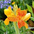 bulbi canna en avant galben puncte rosii 110x110