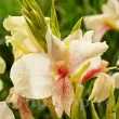 Bulbi Canna Fantasy bulbi canna fantasy roz somon crem 110x110