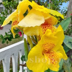 Bulbi Canna Golden Lucifer
