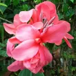 bulbi canna la boheme roz somon piersica 110x110