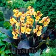 bulbi canna louis cottin galben crem frunze bronz 110x110