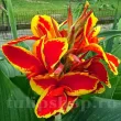 bulbi canna lucifer rosu margine galbena 110x110