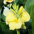 bulbi canna puck galben canar pitica 110x110
