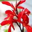 Bulbi Canna Red Futurity bulbi canna red futurity rosu frunze bronz 110x110