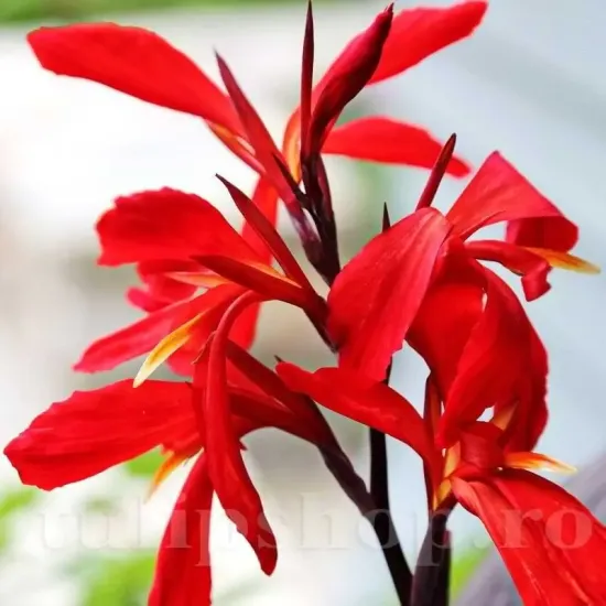 bulbi canna red futurity rosu frunze bronz