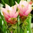 Bulbi Curcuma Rose bulbi curcuma rose roz laleaua siam 110x110