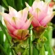 bulbi curcuma rose roz laleaua siam