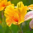 Bulbi Canna Golden Lucifer canna golden lucifer pitica ghiveci terasa superioara 110x110