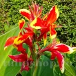canna lucifer pitica ghiveci terasa superioara 110x110