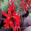 Bulbi Canna Red Futurity canna red futurity pitica decor gradina superioara 110x110