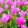 Bulbi Curcuma Rose decor casa ghiveci curcuma rose calitate superioara 110x110