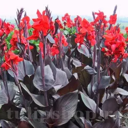 Bulbi Canna Black Knight