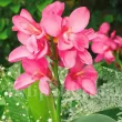 decor gradina canna la boheme calitate superioara 110x110