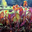 decor gradina tropicala canna durban superioara 110x110