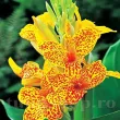 decor gradina tropicala canna en avant superioara 110x110