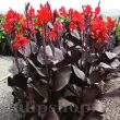 detaliu floare canna black knight rosu catifelat 110x110