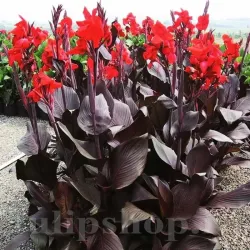 Bulbi Canna Black Knight