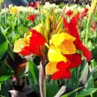 detaliu floare canna cleopatra spectaculoasa colorata 110x110
