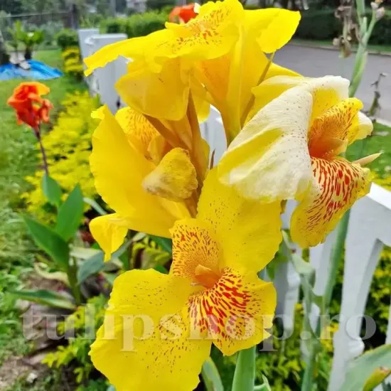 detaliu floare canna golden lucifer galben intens