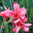 detaliu floare canna la boheme roz pastel 110x110