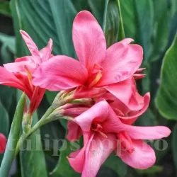 Bulbi Canna La Boheme