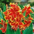 detaliu floare canna lucifer rosu galben bicolor 110x110