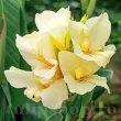 detaliu floare canna puck galben intens 110x110
