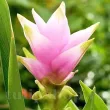 Bulbi Curcuma Rose detaliu floare curcuma alismatifolia rose roz 110x110