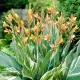 detaliu frunza canna stuttgart exotica premium