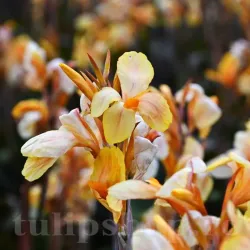 Bulbi Canna Angel Martin