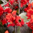 rizomi canna black knight vigurosi calitate 1 110x110