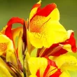 rizomi canna cleopatra vigurosi calitate 1 110x110
