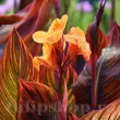 rizomi canna durban vigurosi calitate 1 110x110
