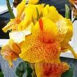 rizomi canna en avant vigurosi calitate 1 110x110