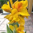 Bulbi Canna Golden Lucifer rizomi canna golden lucifer vigurosi calitate 1 110x110