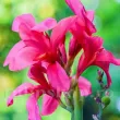 rizomi canna la boheme vigurosi calitate 1 110x110